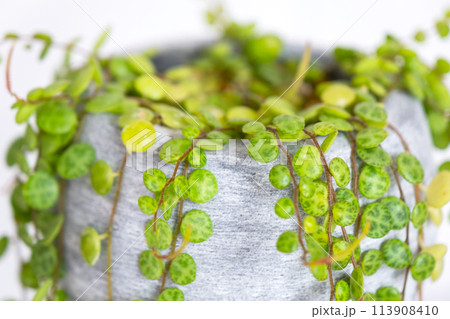 Long lashes of peperomium prostrate in a concrete pot hang with round turtle leaves. Peperomy close-up in the interior on a white background, an ornamental plant 113908410