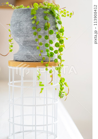 Long lashes of peperomium prostrate in a concrete pot hang with round turtle leaves. Peperomy close-up in the interior on a white background, an ornamental plant Long lashes of peperomium prostrate in a concrete pot hang with round turtle leaves. Peperomy close-up in the interior on a white background, an ornamental plant 113908412