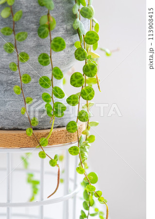 Long lashes of peperomium prostrate in a concrete pot hang with round turtle leaves. Peperomy close-up in the interior on a white background, an ornamental plant Long lashes of peperomium prostrate in a concrete pot hang with round turtle leaves. Peperomy close-up in the interior on a white background, an ornamental plant 113908415
