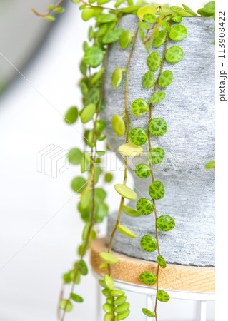 Long lashes of peperomium prostrate in a concrete pot hang with round turtle leaves. Peperomy close-up in the interior on a white background, an ornamental plant Long lashes of peperomium prostrate in a concrete pot hang with round turtle leaves. Peperomy close-up in the interior on a white background, an ornamental plant 113908422