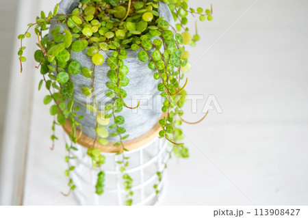 Long lashes of peperomium prostrate in a concrete pot hang with round turtle leaves. Peperomy close-up in the interior on a white background, an ornamental plant Long lashes of peperomium prostrate in a concrete pot hang with round turtle leaves. Peperomy close-up in the interior on a white background, an ornamental plant 113908427