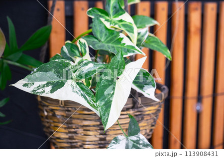 Variegate leaves of the Imperial White syngonium in close-up in a wicker pot against a loft-style rack background Variegate leaves of the Imperial White syngonium in close-up in a wicker pot against a loft-style rack background 113908431