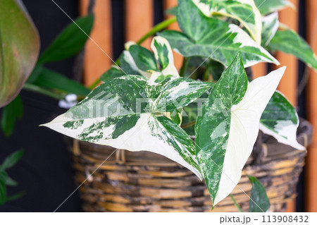 Variegate leaves of the Imperial White syngonium in close-up in a wicker pot against a loft-style rack background Variegate leaves of the Imperial White syngonium in close-up in a wicker pot against a loft-style rack background 113908432