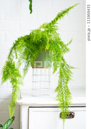 Fluffy fern in a white loft-style interior. Nephrolepis Marisa is a varietal ornamental fern 113908435
