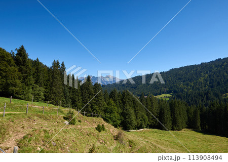 Alpine Meadows, Pine Forests, and the Azure Sky. Summer Meadows and Evergreen Forests Beneath Blue Skies. Mountain: Grazing Pastures and Pine-Laden Slopes in Summer. Nature Alpine Ecosystem Harmony 113908494