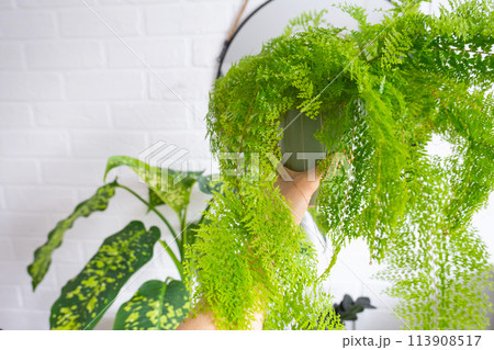 Fluffy fern in a white loft-style interior. Nephrolepis Marisa is a varietal ornamental fern Fluffy fern in a white loft-style interior. Nephrolepis Marisa is a varietal ornamental fern 113908517