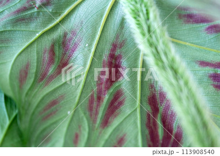 Leaves home plant affected by a spider mite parasite, small insects, Problems in the cultivation of domestic plants. Plant treatment and pest and fungus control Leaves home plant affected by a spider mite parasite, small insects, Problems in the cultivation of domestic plants. Plant treatment and pest and fungus control 113908540