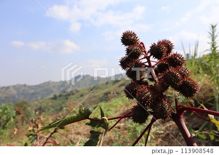 a plant tree with red flowers and green leaves and grass on nature blue clouds sky landscape and hills at summer in Uganda a plant tree with red flowers and green leaves and grass on nature blue clouds sky landscape and hills at summer in Uganda 113908548