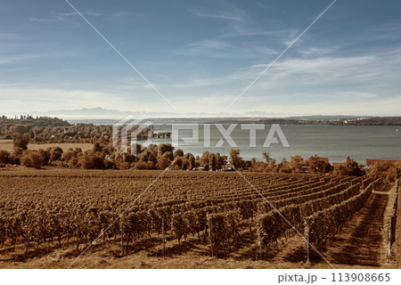 Bodensee Panorama: Alps on the Horizon, Vineyards, and Pastoral Beauty. Alpine Horizon: Bodensee, Vineyards, and Quaint Villages in the German Countryside. Vineyard Vistas: Bodensee, Alpine Peaks, and Bodensee Panorama: Alps on the Horizon, Vineyards, and Pastoral Beauty. Alpine Horizon: Bodensee, Vineyards, and Quaint Villages in the German Countryside. Vineyard Vistas: Bodensee, Alpine Peaks, and 113908665