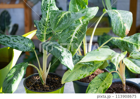 Aglaonema on the table for transplanting and caring for domestic plants in the interior of a green house with potted plants 113908675