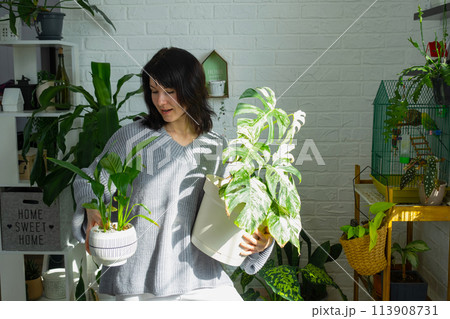 Woman holds home plant rare variegate monstera Alba into pot in home interior. Woman holds home plant rare variegate monstera Alba into pot in home interior. 113908731