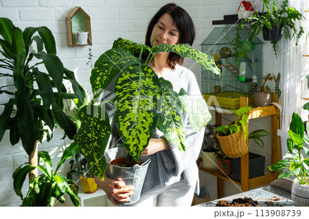 Repotting and caring home plant dieffenbachia Cheetah into new pot in home interior. Woman breeds and grows plants as a hobby, holds Varietal diffenbachia with large spotted leaves, large size 113908739