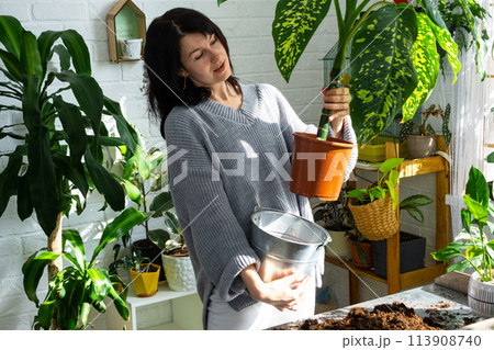 Repotting and caring home plant dieffenbachia Cheetah into new pot in home interior. Woman breeds and grows plants as a hobby, holds Varietal diffenbachia with large spotted leaves, large size 113908740