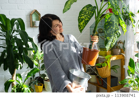 Repotting and caring home plant dieffenbachia Cheetah into new pot in home interior. Woman breeds and grows plants as a hobby, holds Varietal diffenbachia with large spotted leaves, large size 113908741