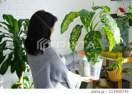 Repotting and caring home plant dieffenbachia Cheetah into new pot in home interior. Woman breeds and grows plants as a hobby, holds Varietal diffenbachia with large spotted leaves, large size 113908743