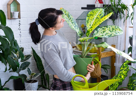 Repotting and caring home plant dieffenbachia Banana into new pot in home interior. Woman breeds and grows plants as a hobby, holds Varietal diffenbachia with large spotted leaves, large size 113908754