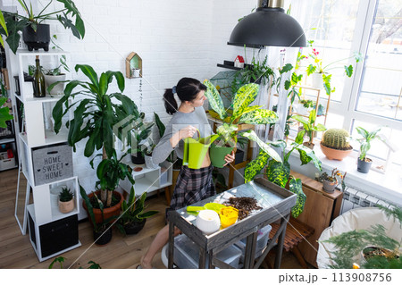 Repotting and caring home plant dieffenbachia Banana into new pot in home interior. Woman breeds and grows plants as a hobby, holds Varietal diffenbachia with large spotted leaves, large size Repotting and caring home plant dieffenbachia Banana into new pot in home interior. Woman breeds and grows plants as a hobby, holds Varietal diffenbachia with large spotted leaves, large size 113908756