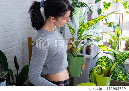 Repotting and caring home plant dieffenbachia Banana into new pot in home interior. Woman breeds and grows plants as a hobby, holds Varietal diffenbachia with large spotted leaves, large size 113908759