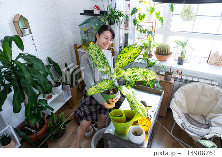 Repotting and caring home plant dieffenbachia Banana into new pot in home interior. Woman breeds and grows plants as a hobby, holds Varietal diffenbachia with large spotted leaves, large size 113908761