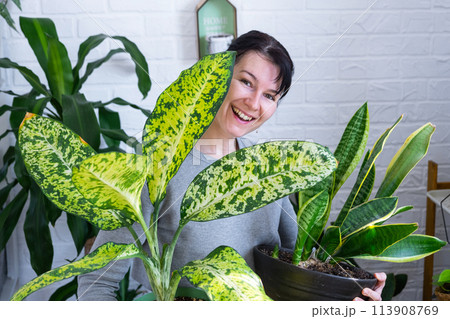 Repotting and caring home plant dieffenbachia Banana into new pot in home interior. Woman breeds and grows plants as a hobby, holds Varietal diffenbachia with large spotted leaves, large size 113908769