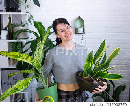 Repotting and caring home plant dieffenbachia Banana into new pot in home interior. Woman breeds and grows plants as a hobby, holds Varietal diffenbachia with large spotted leaves, large size Repotting and caring home plant dieffenbachia Banana into new pot in home interior. Woman breeds and grows plants as a hobby, holds Varietal diffenbachia with large spotted leaves, large size 113908770
