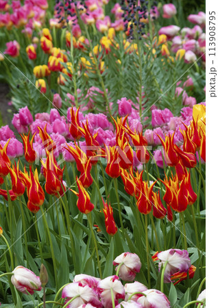 Keukenhof park of flowers and tulips in the Netherlands. Beautiful outdoor scenery at Holland Keukenhof park of flowers and tulips in the Netherlands. Beautiful outdoor scenery at Holland 113908795