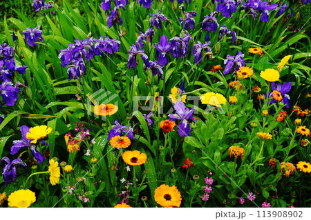 雨に濡れるアヤメのいる風景 113908902