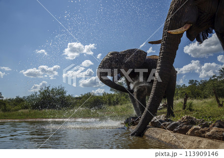 African bush elephant in Kruger National park, South Africa 113909146