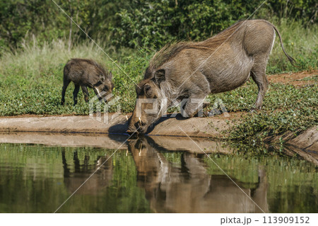 Common warthog in Kruger National park, South Africa 113909152