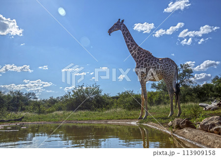 Giraffe in Kruger National park, South Africa 113909158