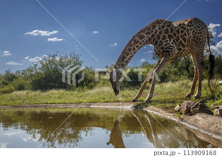 Giraffe in Kruger National park, South Africa 113909168