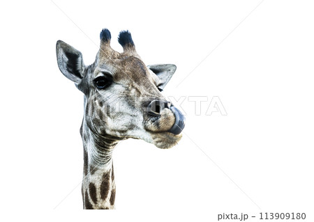 Giraffe in Kruger National park, South Africa 113909180