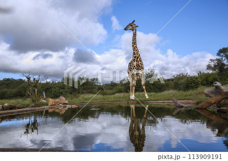 Giraffe in Kruger National park, South Africa Giraffe in Kruger National park, South Africa 113909191