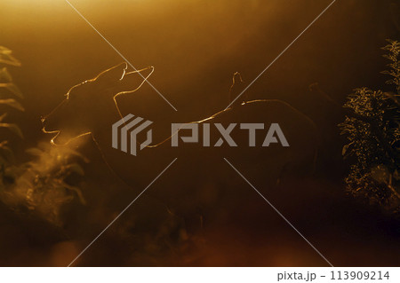 Common Impala in Kruger National park, South Africa Common Impala in Kruger National park, South Africa 113909214