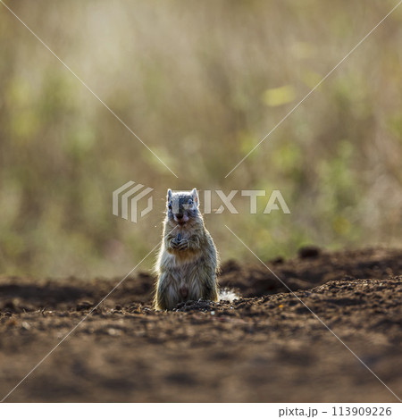 Smith bush squirrelin Kruger National park, South Africa Smith bush squirrelin Kruger National park, South Africa 113909226