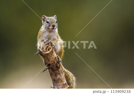 Smith bush squirrel in Kruger National park, South Africa 113909238