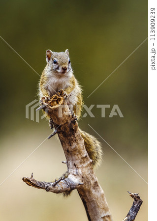Smith bush squirrel in Kruger National park, South Africa 113909239