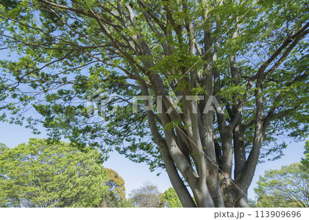 青空に映える新緑　新緑イメージ　若葉　木と緑　コピースペース　緑　葉　爽やか 113909696