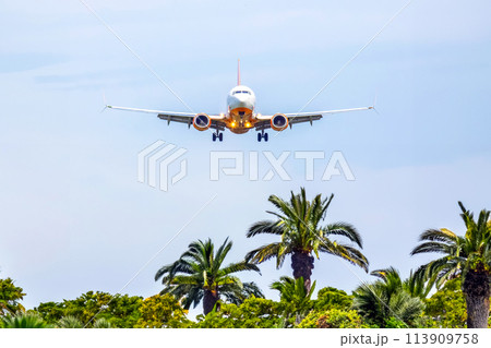 passenger plane flies over palm trees. air transport industry 113909758