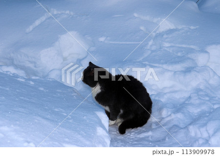 A gray wild cat hunts in winter in a village garden 113909978