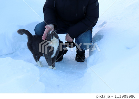 A pensioner man squats strokes a gray wild cat in a village garden 113909980