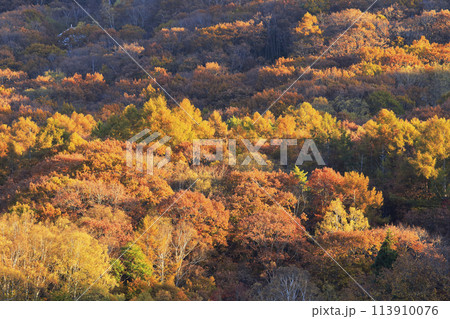 白樺湖の秋 113910076