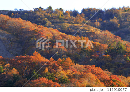 白樺湖の秋 白樺湖の秋 113910077