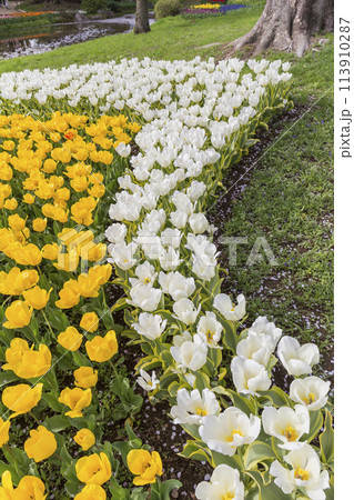 赤いチューリップの花 チューリップ チューリップ畑 花 花畑 新緑 満開 ファンタジー 赤いチューリップの花 チューリップ チューリップ畑 花 花畑 新緑 満開 ファンタジー 113910287