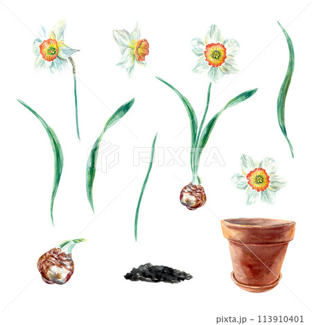 Daffodils set, watercolor. Flowers, leaves, bulb, stem, pot. Vector illustration for birthday cards, invitations, banners, posters, labels, packaging. 113910401