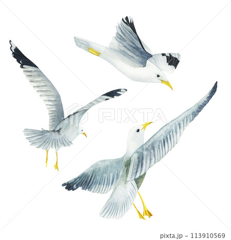 Set of flying in the sky seagulls in watercolor isolated on white background. Hand drawn illustration on the theme of sea fishing. Children's, marine, tourist. For design, prints, patterns, postcards 113910569