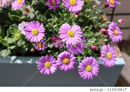 玄関前のプランターに植えたブラキカム 玄関前のプランターに植えたブラキカム 113910617