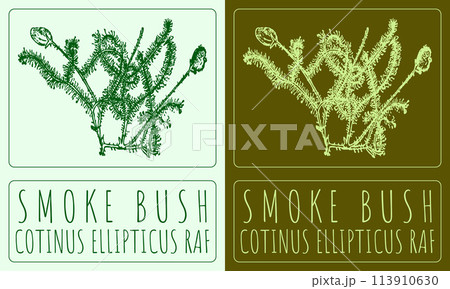 Vector drawing SMOKE BUSH. Hand drawn illustration. The Latin name is COTINUS ELLIPTICUS RAF 113910630