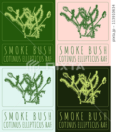 Set of vector drawing SMOKE BUSH in various colors. Hand drawn illustration. The Latin name is COTINUS ELLIPTICUS RAF Set of vector drawing SMOKE BUSH in various colors. Hand drawn illustration. The Latin name is COTINUS ELLIPTICUS RAF 113910634