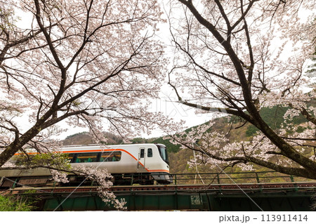 桜の中を疾走する特急ひだ号 桜の中を疾走する特急ひだ号 113911414